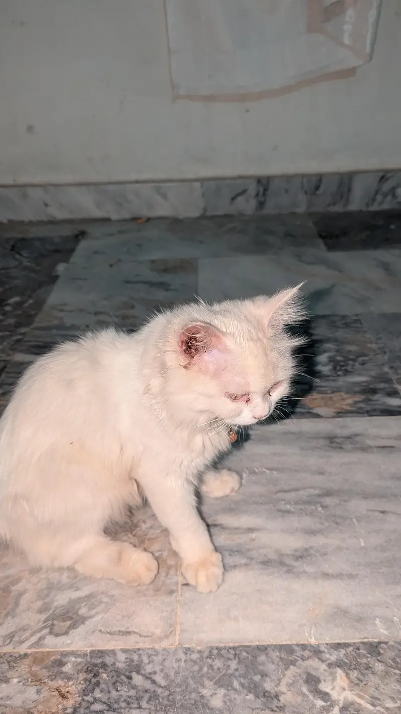 perisan cat — photo 2