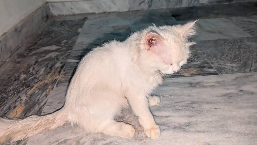 perisan cat 2