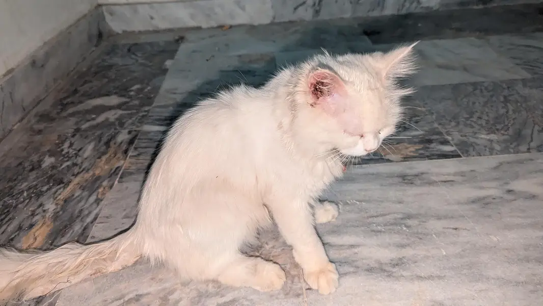 perisan cat — photo 3