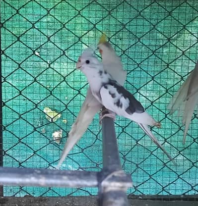 white face pied & pearl grey cocktails