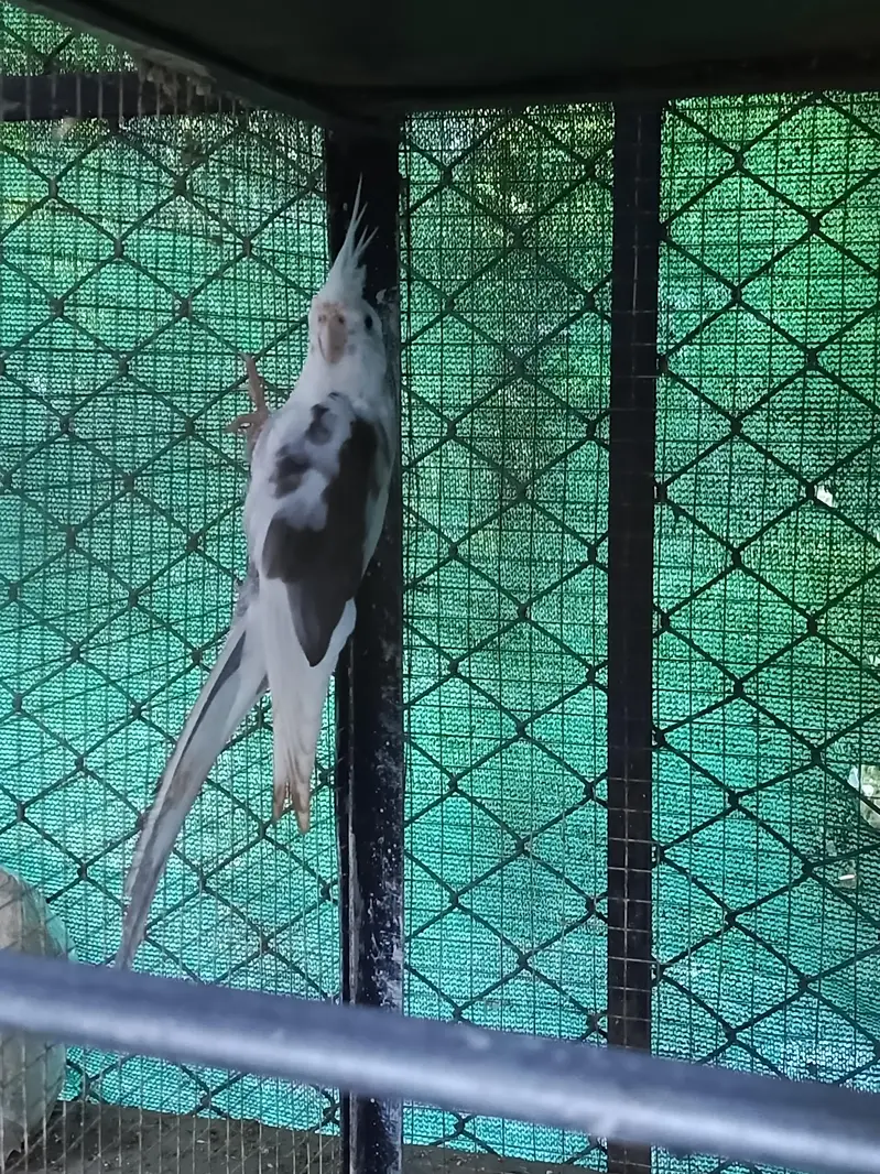 white face pied & pearl grey cocktails — photo 3