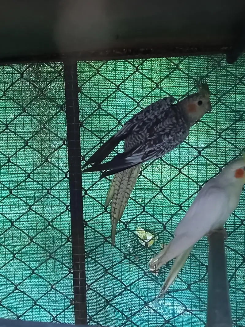 white face pied & pearl grey cocktails — photo 4