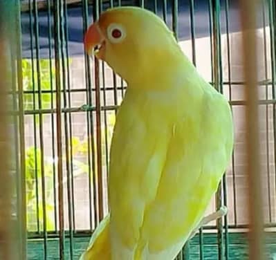 sasta lovebird for sale