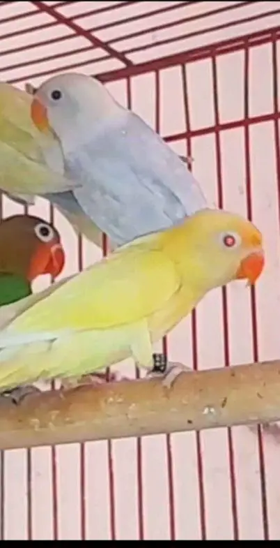 sasta lovebird for sale — photo 2