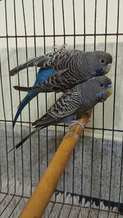 top quality BLACK FACE BUDGIES