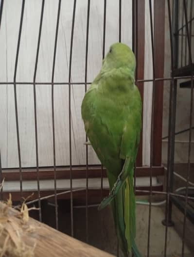 ringneck