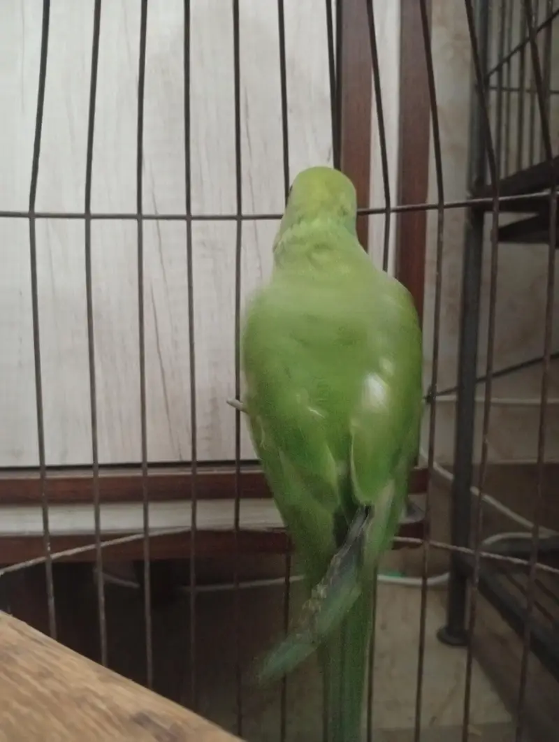 ringneck — photo 2