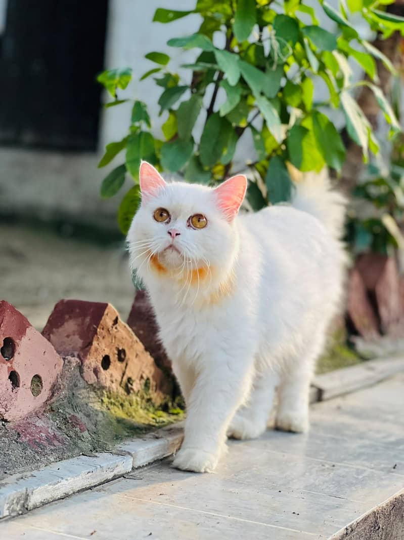 Persian cat 0