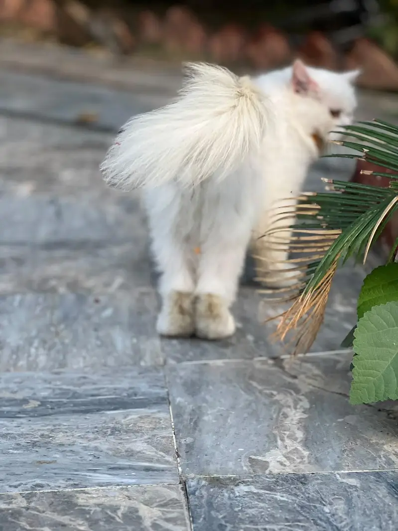 Persian cat — photo 2