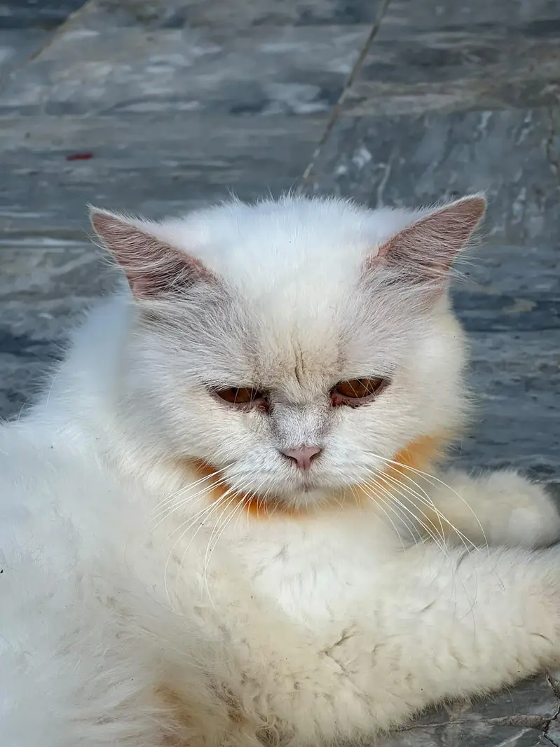 Persian cat — photo 3