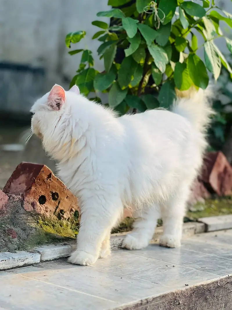 Persian cat — photo 4