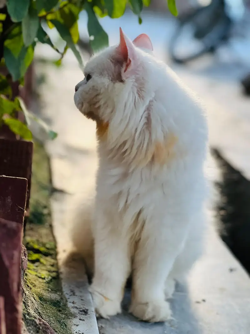 Persian cat — photo 5