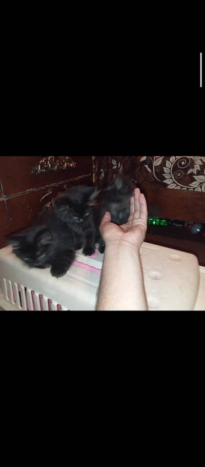 MALE AND FEMALE 3 KITTENS AVAILABLE