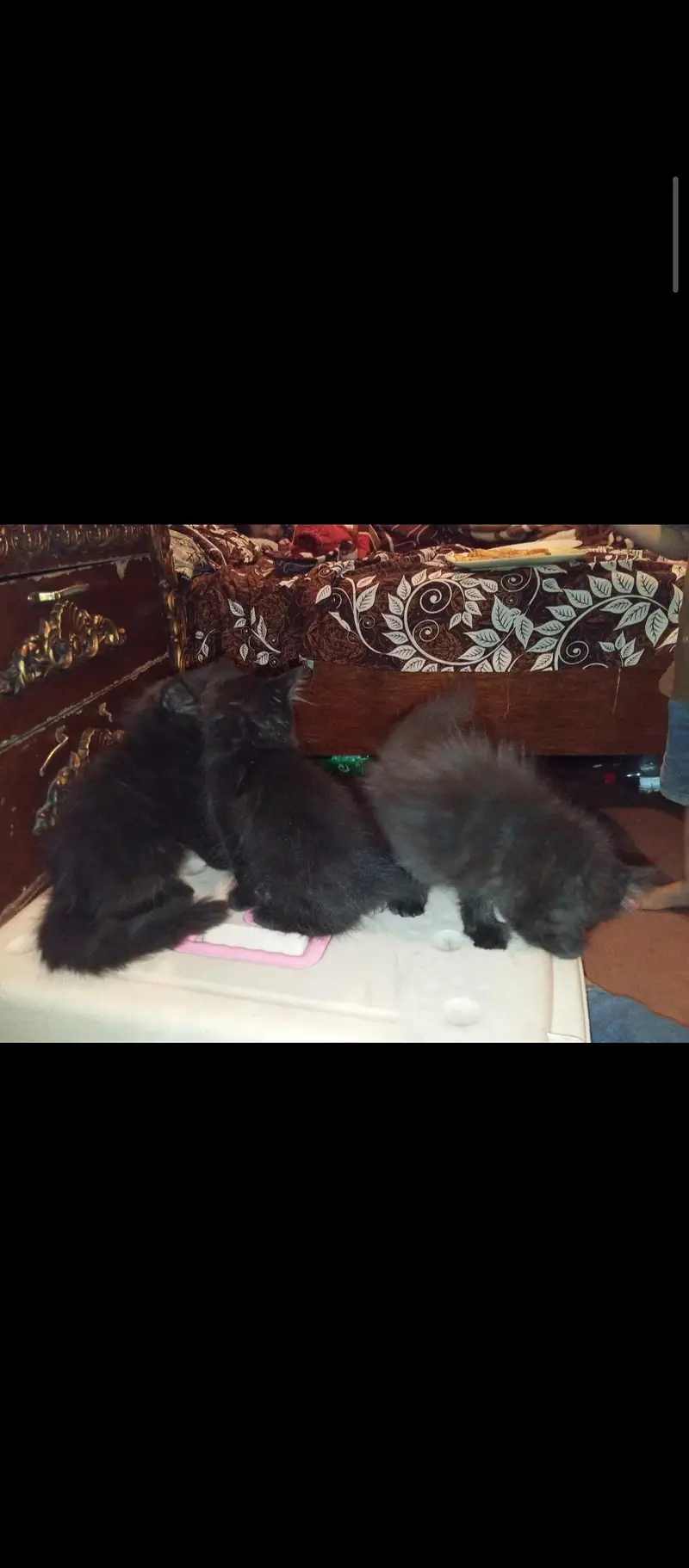 MALE AND FEMALE 3 KITTENS AVAILABLE — photo 2
