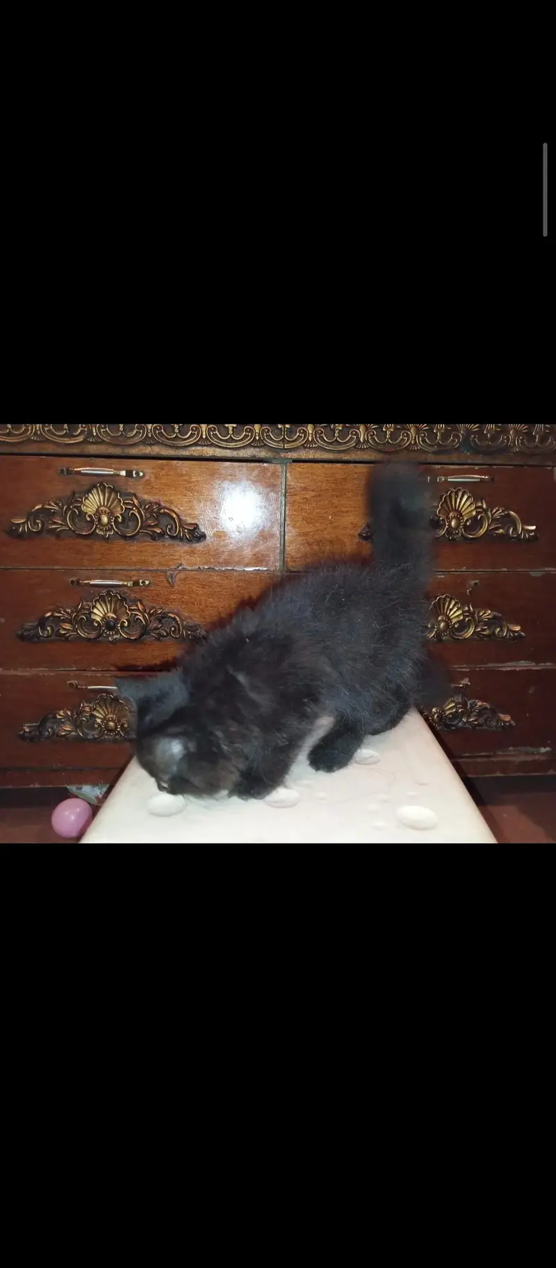 MALE AND FEMALE 3 KITTENS AVAILABLE — photo 3