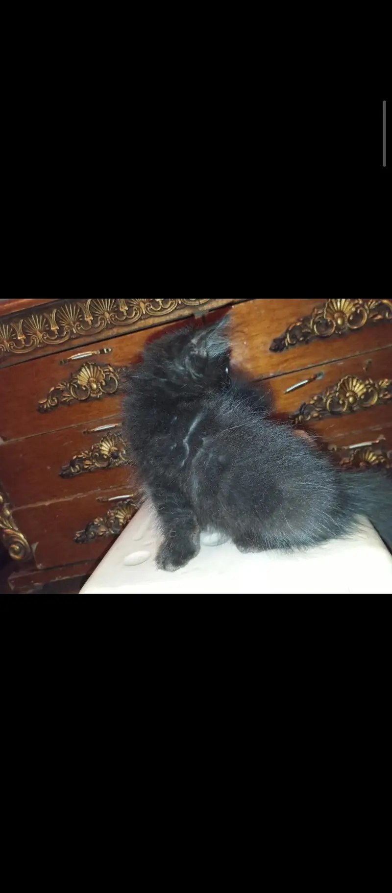 MALE AND FEMALE 3 KITTENS AVAILABLE — photo 4
