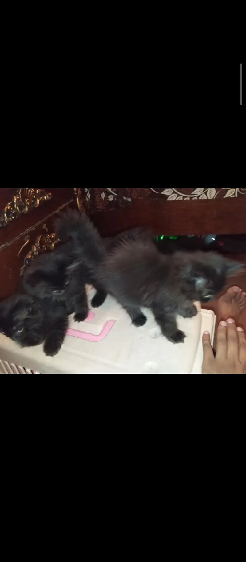 MALE AND FEMALE 3 KITTENS AVAILABLE — photo 5