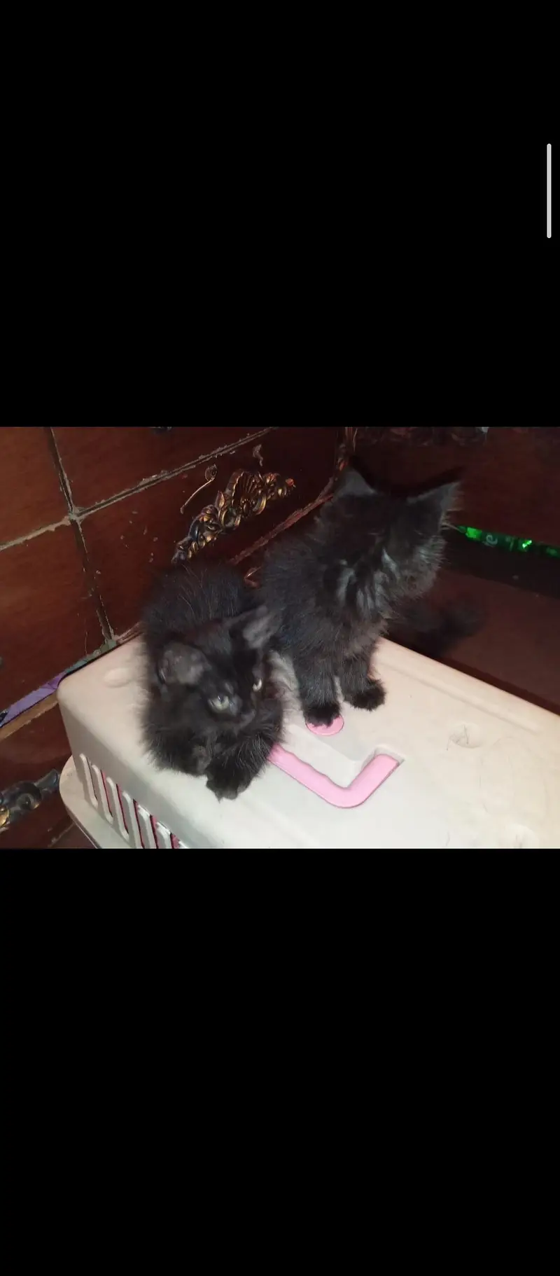 MALE AND FEMALE 3 KITTENS AVAILABLE — photo 6