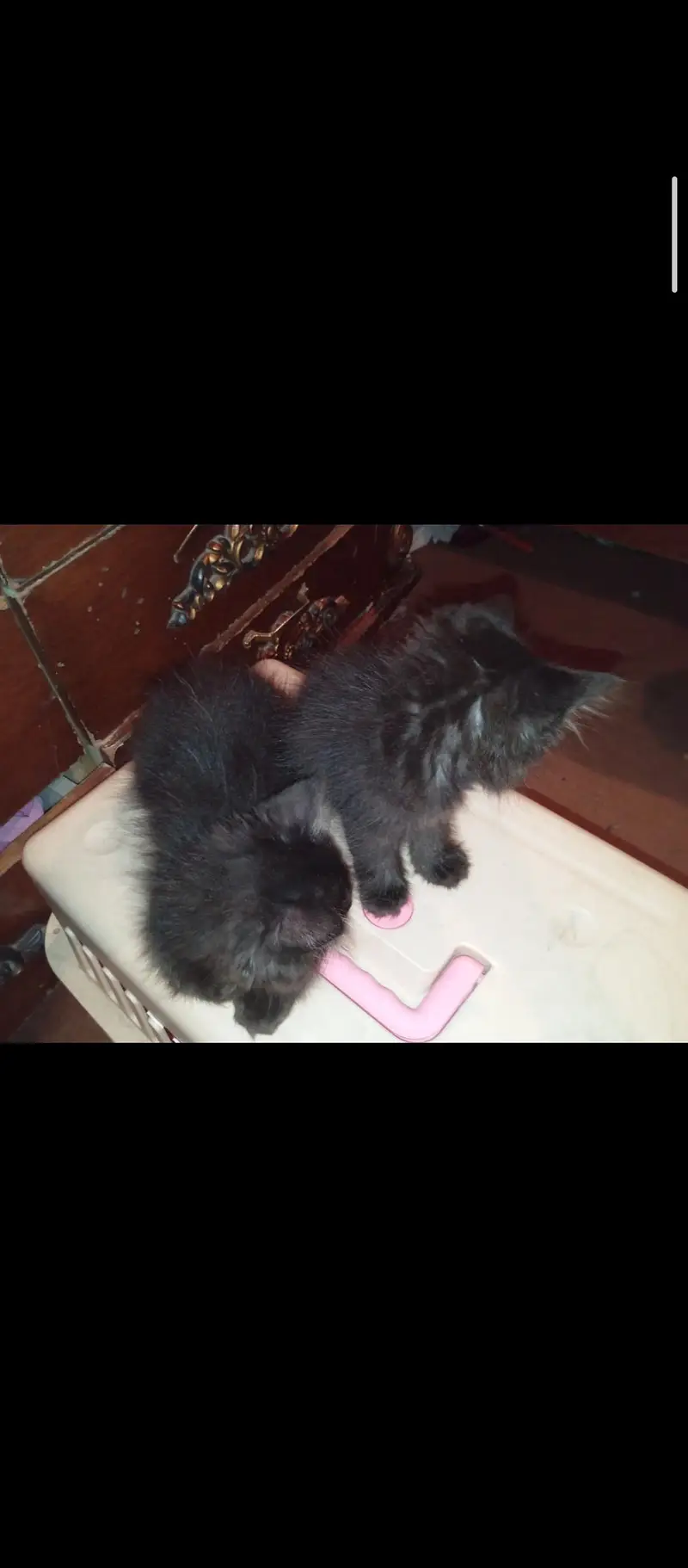 MALE AND FEMALE 3 KITTENS AVAILABLE — photo 7