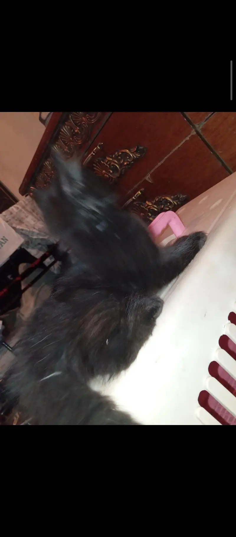MALE AND FEMALE 3 KITTENS AVAILABLE — photo 8