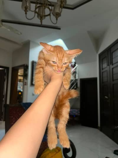 Kitten