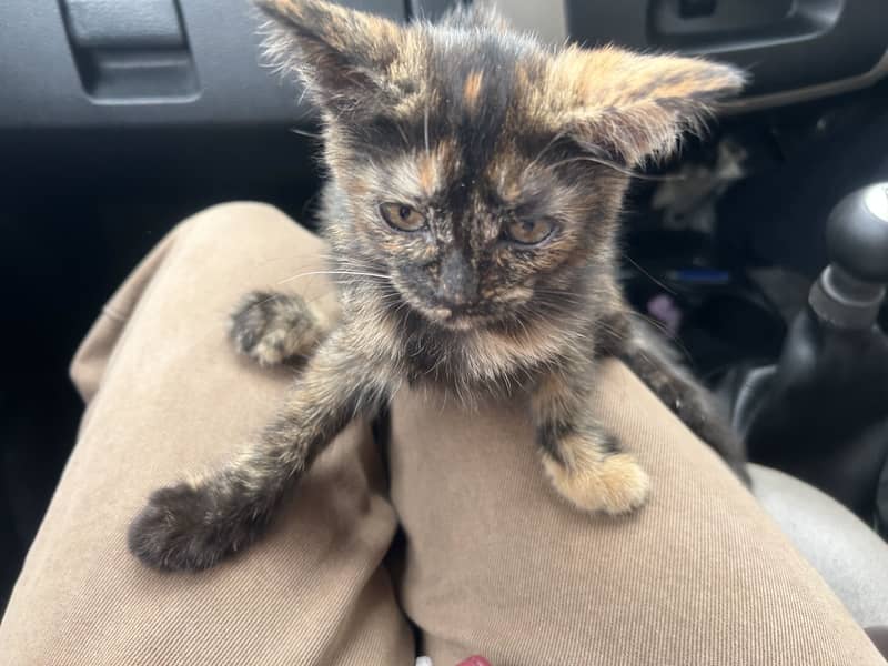 Kitten 1