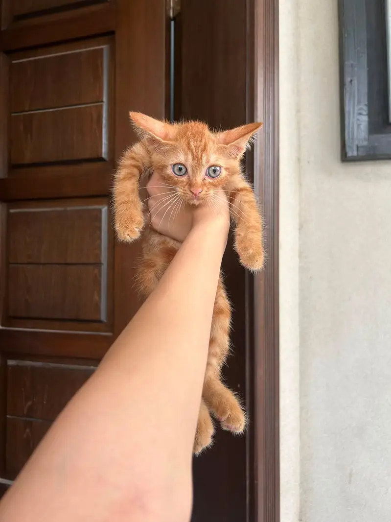 Kitten — photo 3