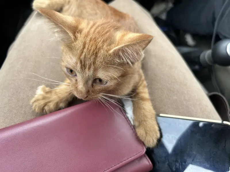 Kitten — photo 4