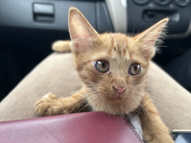 Kitten 4