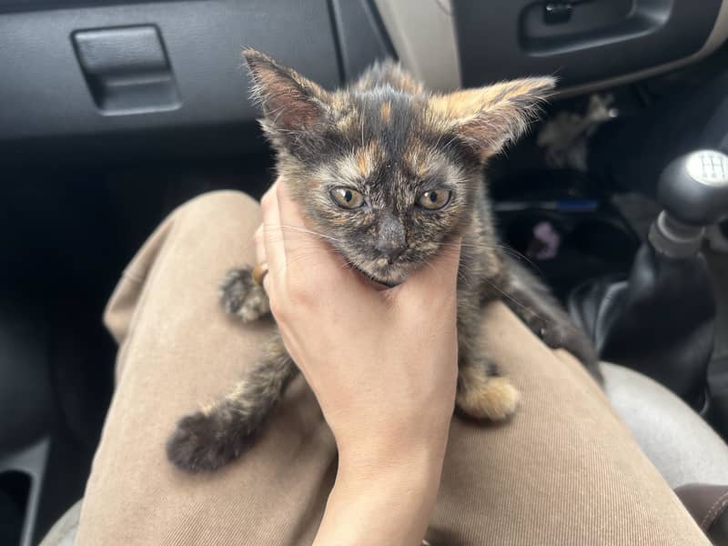 Kitten 5