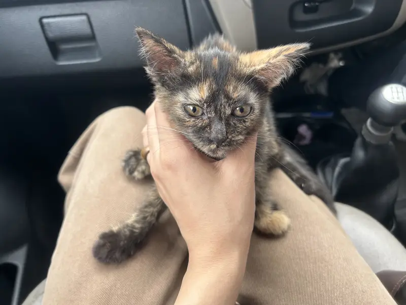 Kitten — photo 6