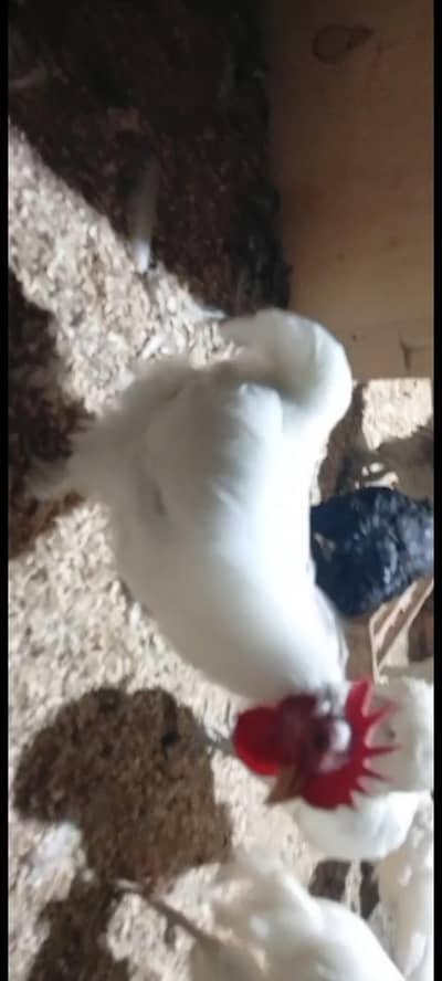 Need White Buff/Brahma Male(Murgha)