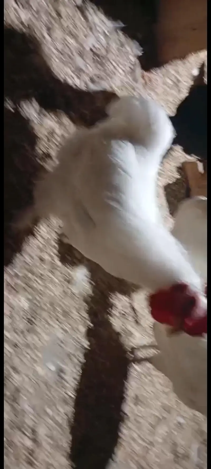 Need White Buff/Brahma Male(Murgha) — photo 2