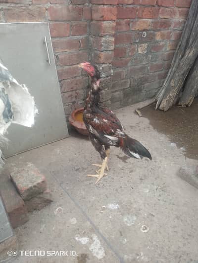 Aseel Mianwali