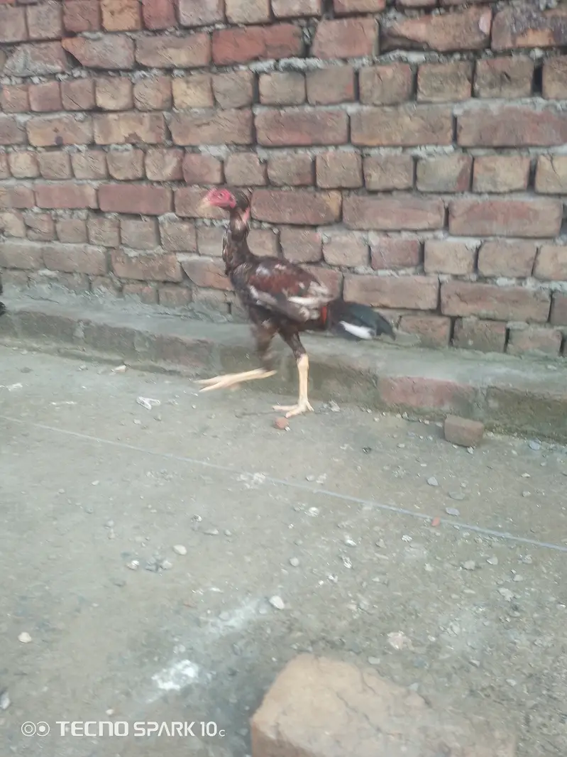 Aseel Mianwali — photo 2