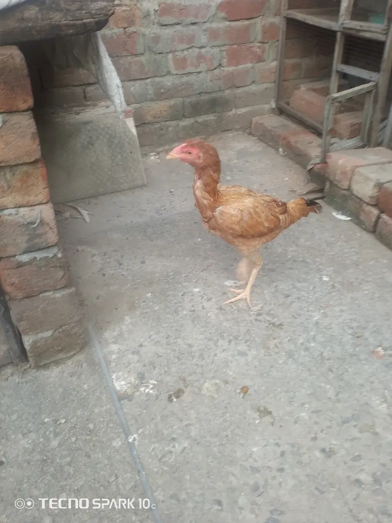 Aseel Mianwali — photo 3