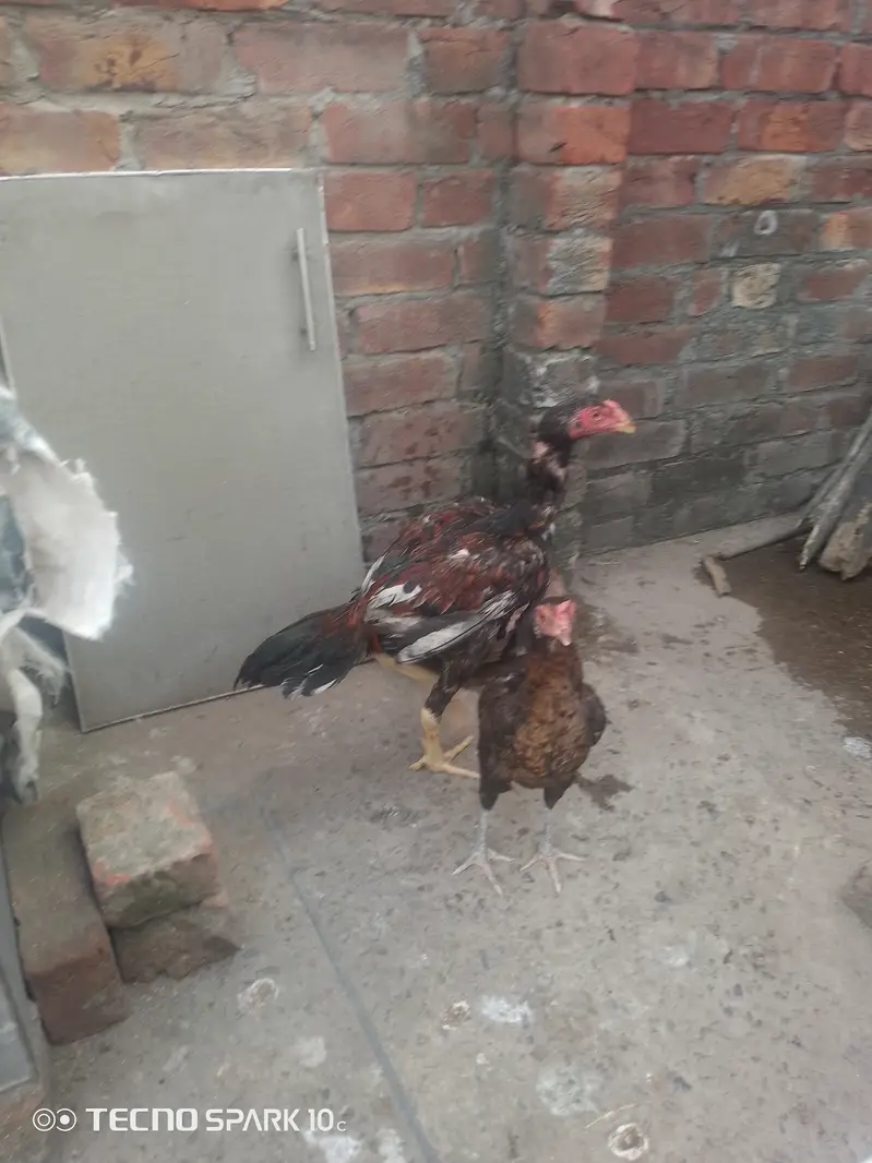 Aseel Mianwali — photo 5