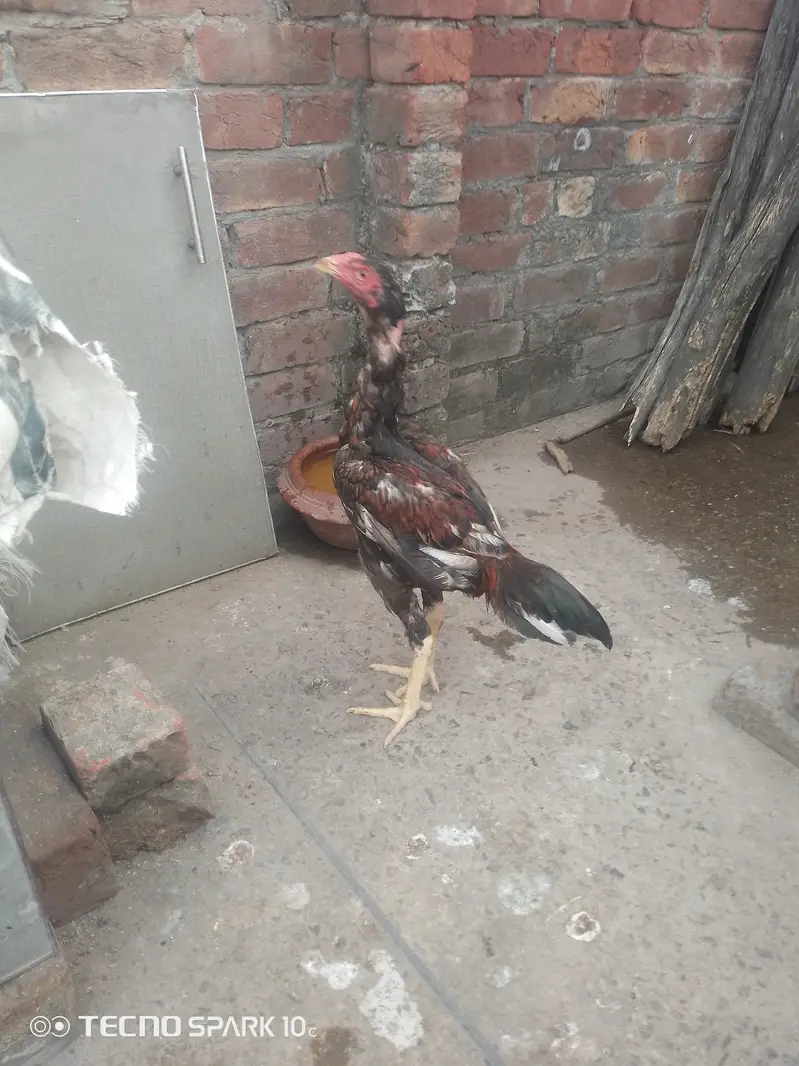Aseel Mianwali — photo 6
