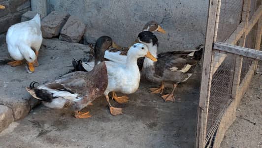 Ducks
