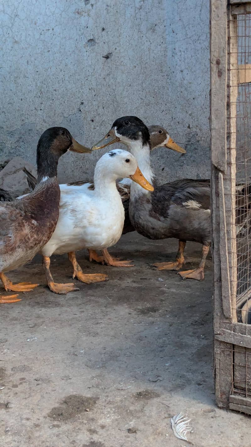 Ducks 1