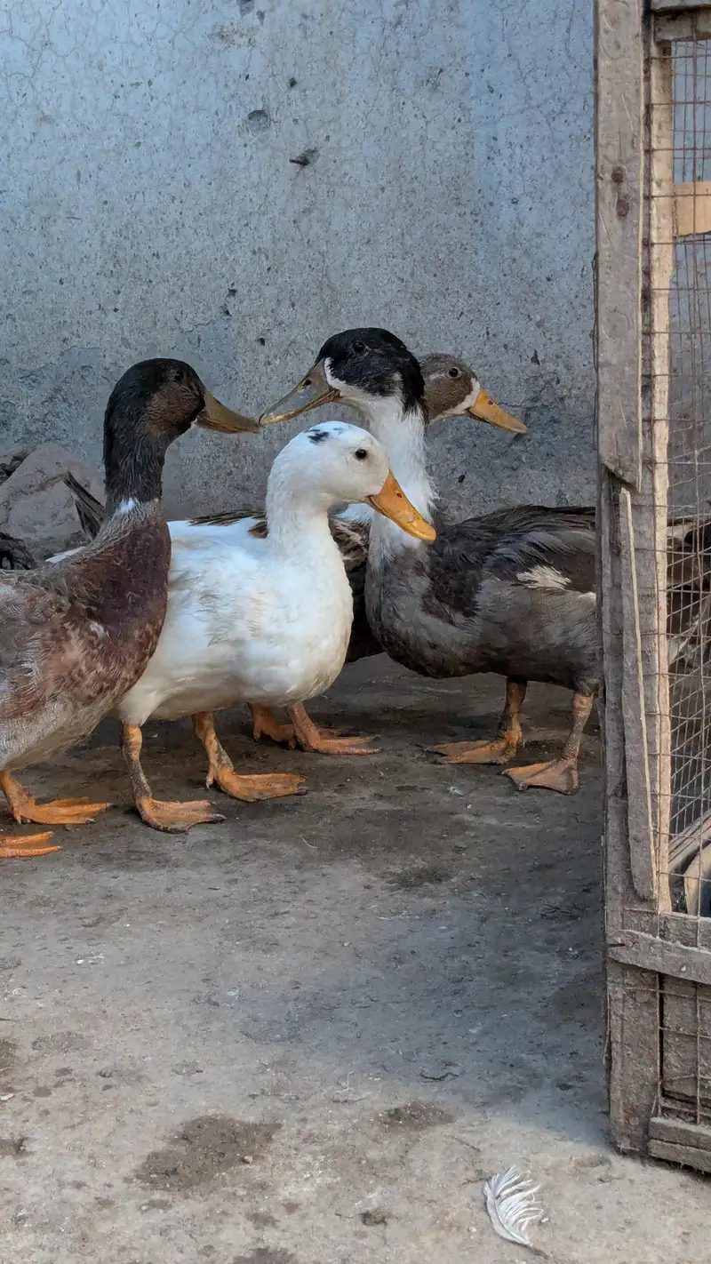 Ducks — photo 2