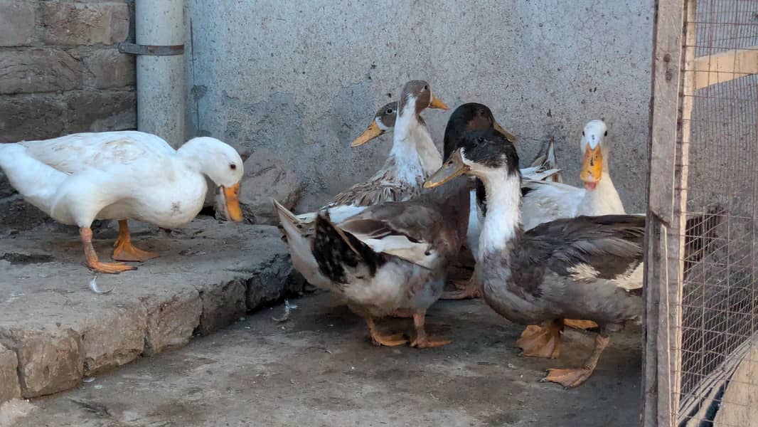 Ducks 2