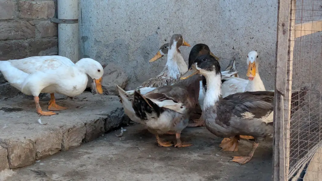 Ducks — photo 3