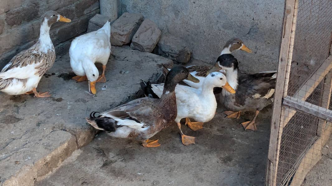 Ducks 3
