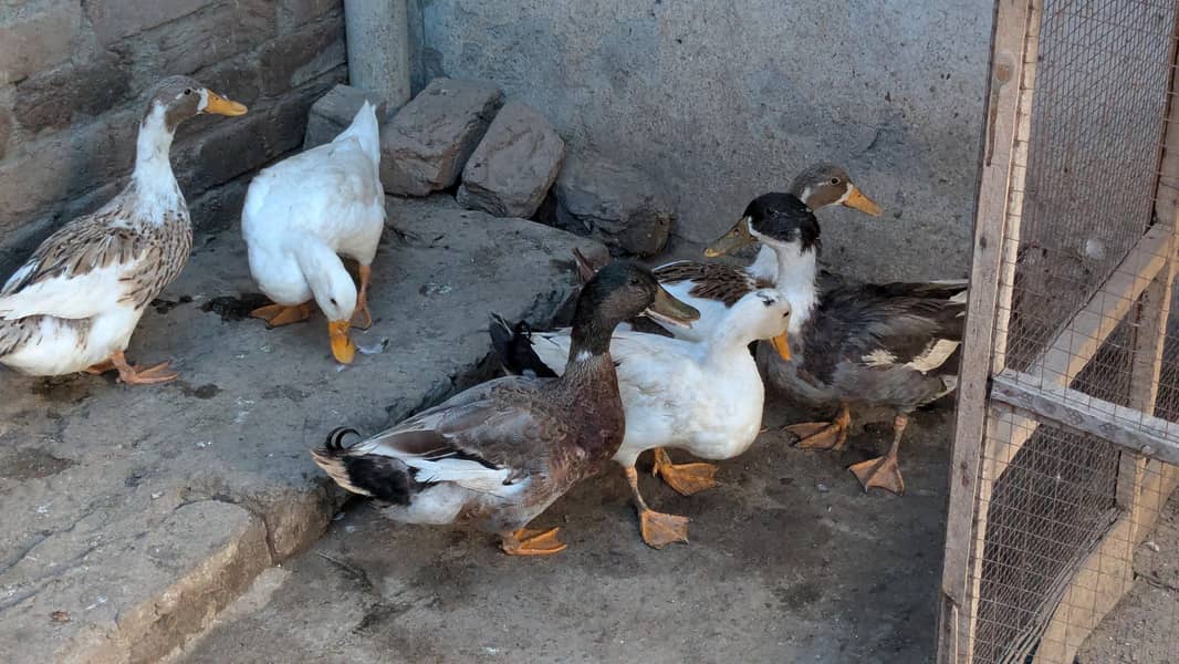 Ducks 4