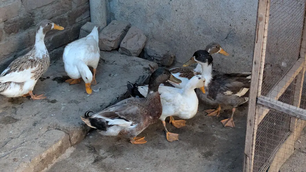 Ducks — photo 5