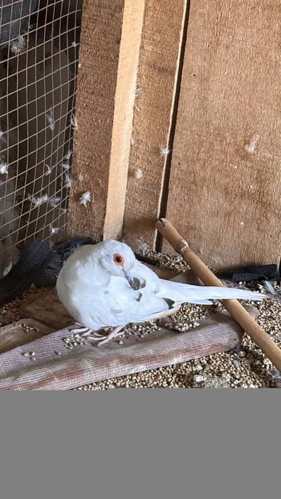 Diamond pied dove fertile male