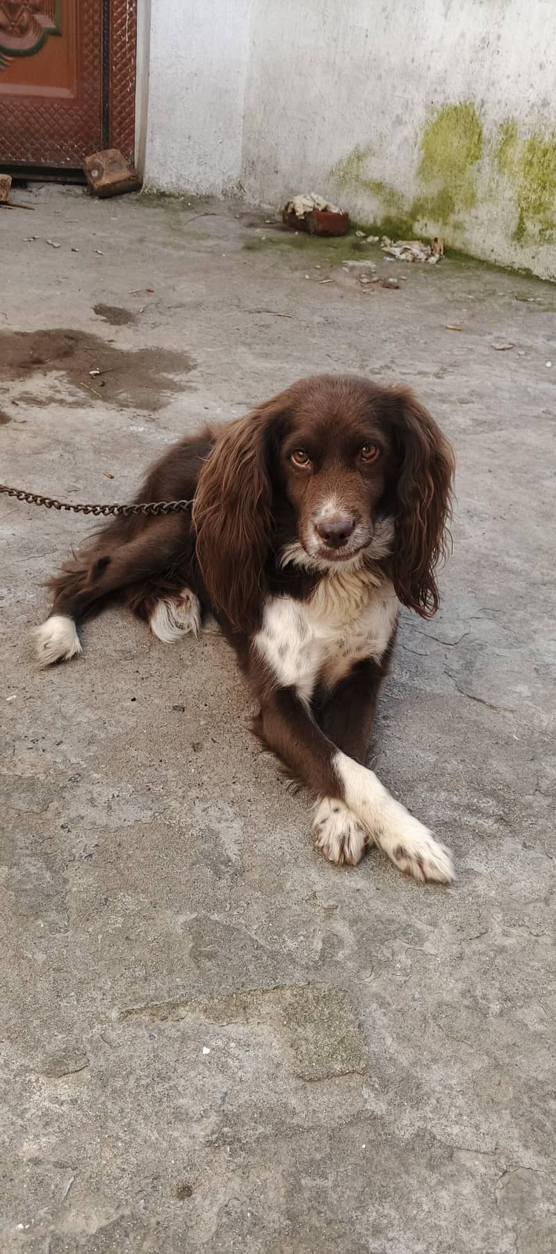 cocker spaniel dog 0