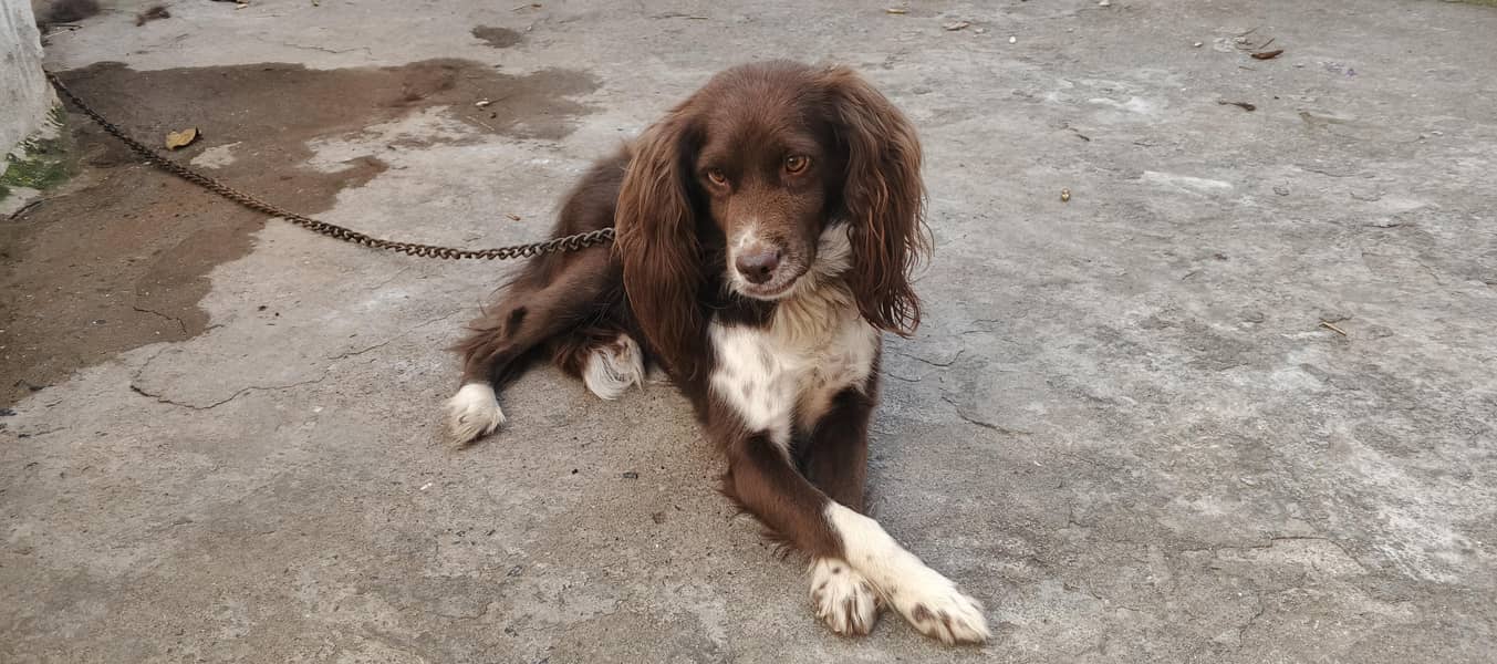 cocker spaniel dog 1