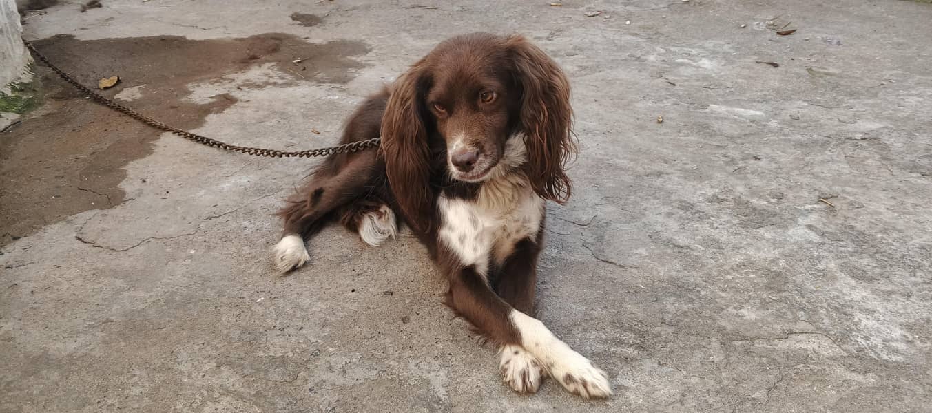 cocker spaniel dog 2